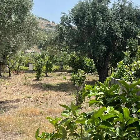 Orange Garden *